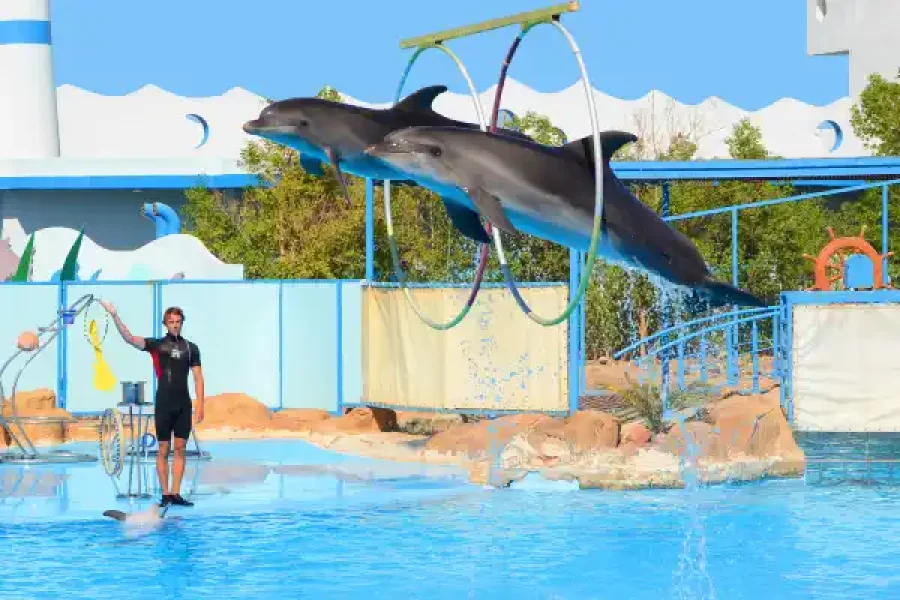 Dolphin Show Hurghada The Most Exciting Experience with Transfer