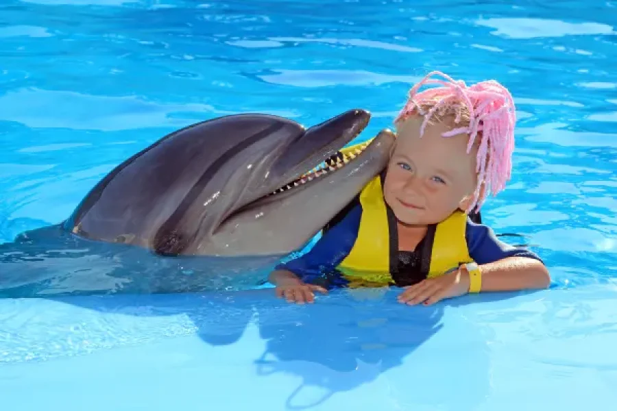 Swim with Dolphins 5 Minute Dolphin Encounter in Hurghada with Transfer