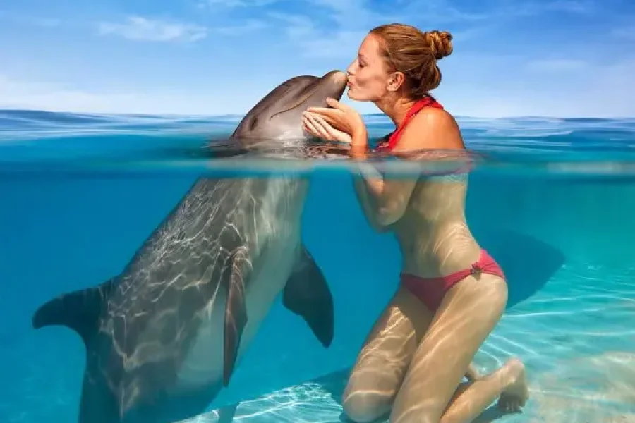 Dolphin Photo Session & Memorable Moments with Professional Photographer and Transfer