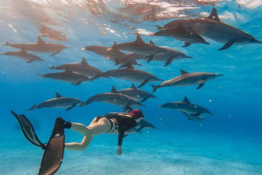 8-Hour Sataya Reefs Dolphin House Marsa Alam with Snorkeling, Lunch & Refreshments